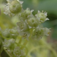 Cuscuta campestris Yunck.